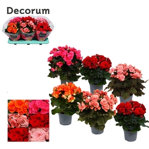 Begonia Dark Mix