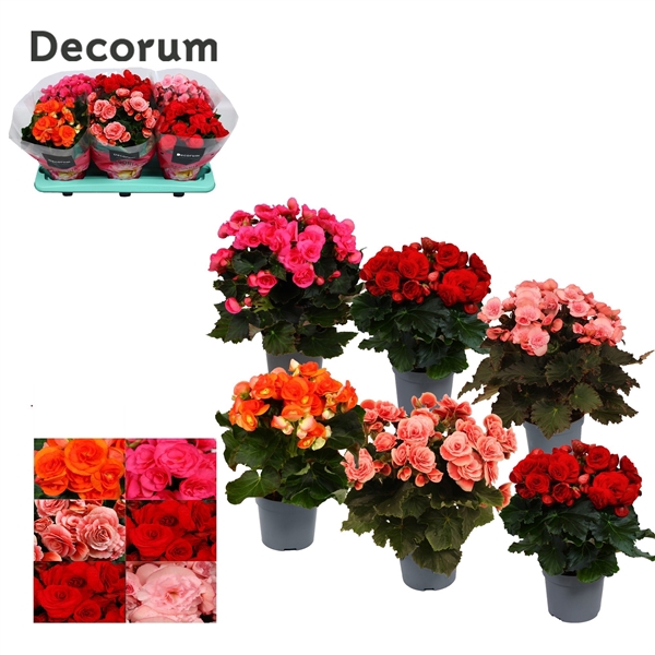 <h4>Begonia Mix</h4>