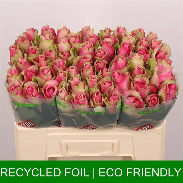 <h4>R Gr Bellevue Extra Tima</h4>