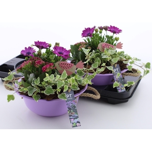 ARR TUINPLANTEN