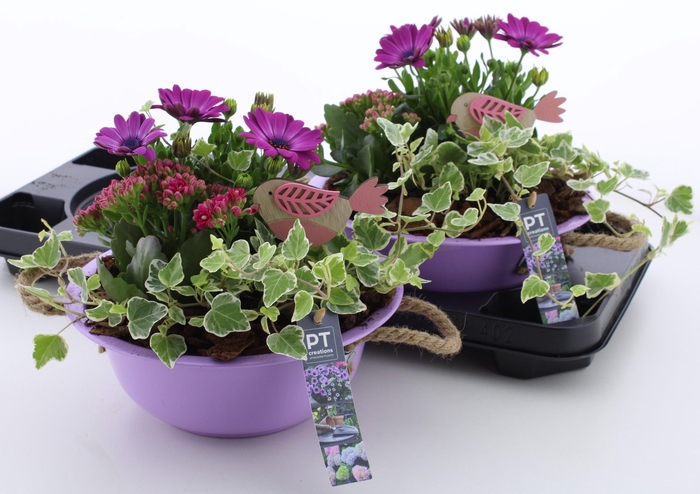 <h4>ARR TUINPLANTEN</h4>