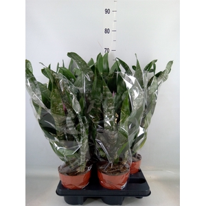 Aechmea   ...