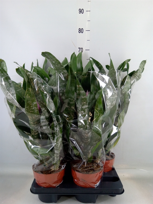 <h4>Aechmea   ...</h4>