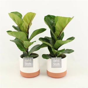 ARR FICUS LYRATA IN MILOU