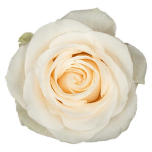 <h4>Rosa ec vendela</h4>