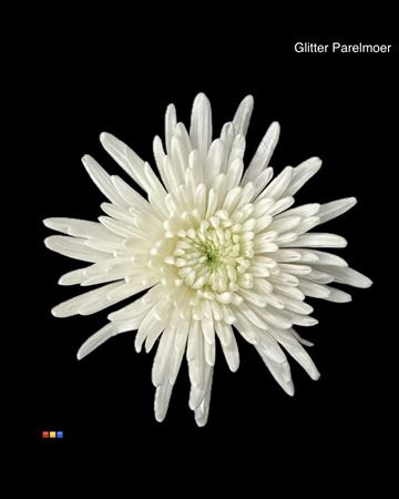 <h4>Chr G Topspin White + Glit Parelmoer Bio</h4>