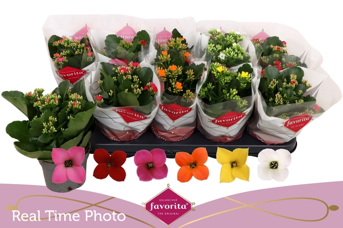 <h4>KAL EN GEM 6 KL</h4>