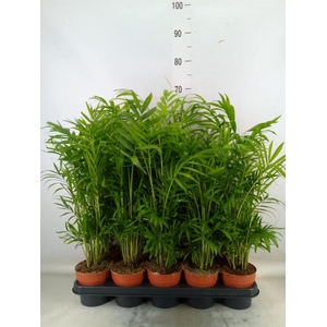 Chamaedorea elegans