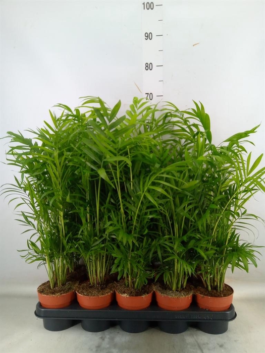 <h4>Chamaedorea elegans</h4>