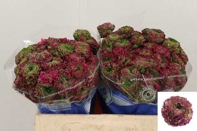 <h4>RAN PON PON ALADDIN</h4>