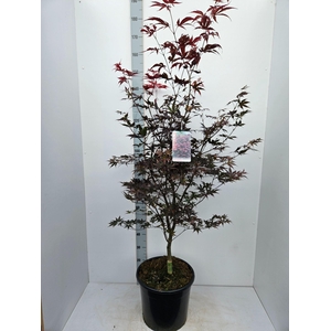 Acer palmatum Bloodgood