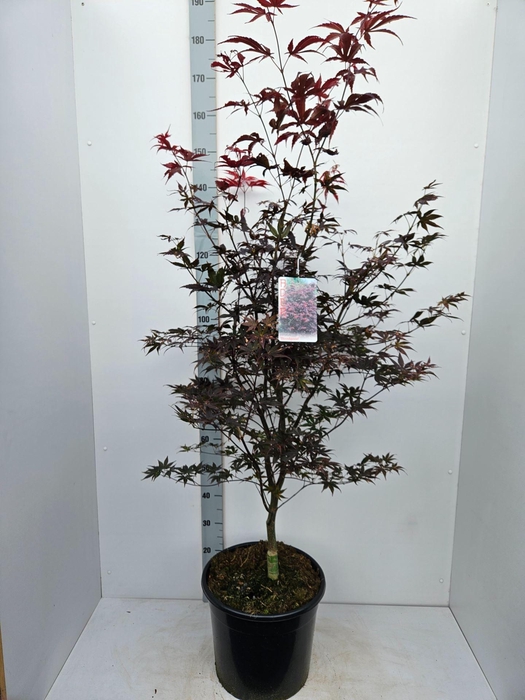<h4>Acer palmatum Bloodgood</h4>