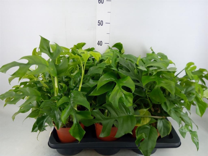 <h4>Monstera   ...</h4>