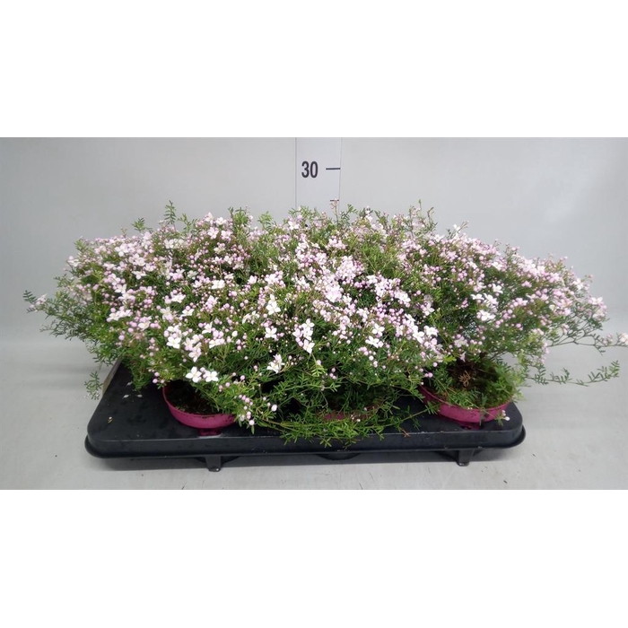 <h4>Boronia anemonifolia Pink Star</h4>
