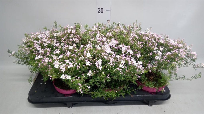 <h4>Boronia anemonifolia Pink Star</h4>