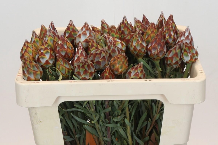 <h4>Kaaps Groen Plumosum Rubrum</h4>