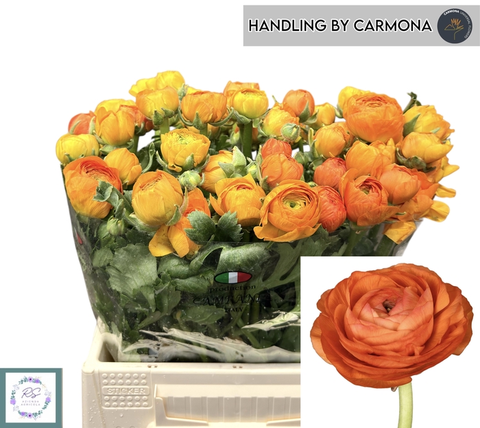 <h4>RAN EL ORANGE</h4>