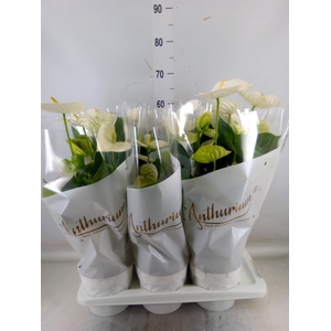 Anthurium andr. 'Alpine'