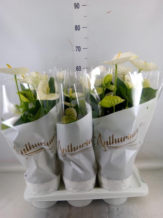 <h4>Anthurium andr. 'Alpine'</h4>