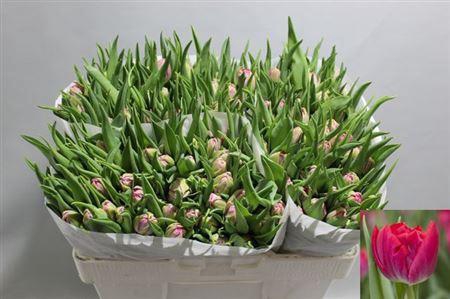 <h4>Tu Du First Price</h4>