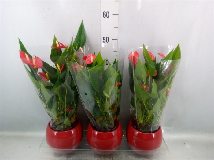 <h4>Anthurium andr. 'Mill Flowers Red'</h4>