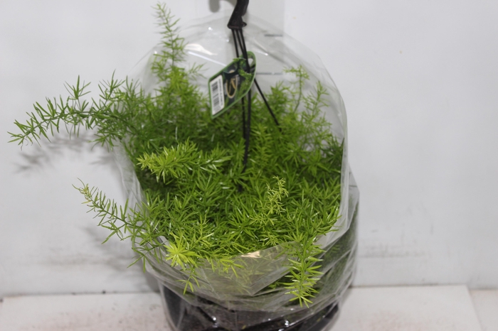 <h4>ASPARGO ALFINETE C21</h4>