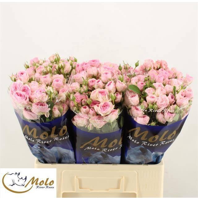 <h4>R TR YVETTE</h4>