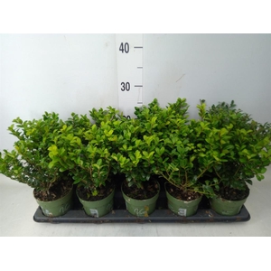 Ilex crenata 'Jenny'