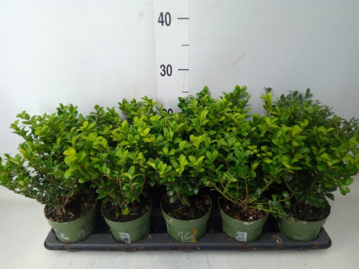 <h4>Ilex crenata 'Jenny'</h4>