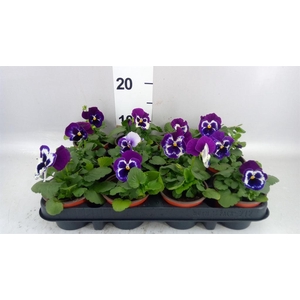 Viola wr. 'Alpha Purple White'
