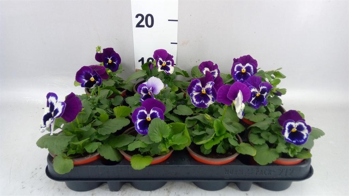 <h4>Viola wr. 'Alpha Purple White'</h4>