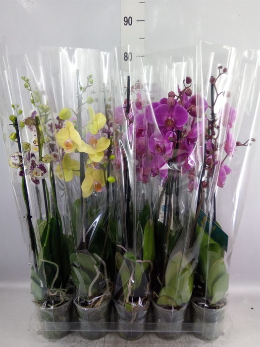 <h4>Phalaenopsis   ...mix  5</h4>
