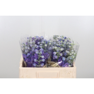 Delphinium El Christel