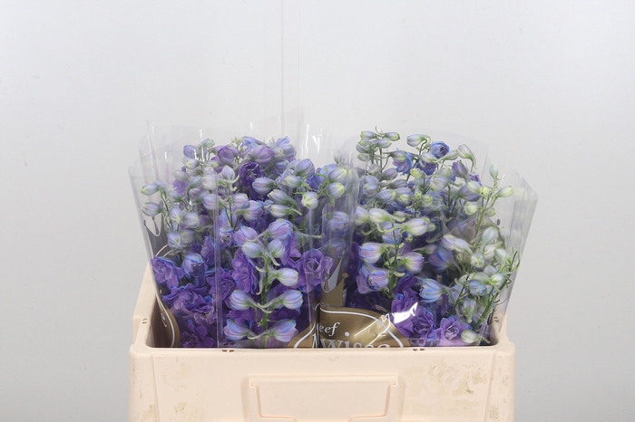 <h4>Delphinium El Christel</h4>