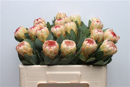 Protea Grandicolor