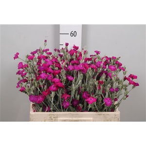 Lychnis Chalced St