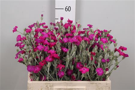 Lychnis Chalced St