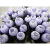 Chr G Antonov Pastel Lilac