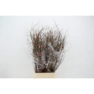 CHAENOMELES SUPERBA 100CM