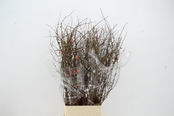 <h4>CHAENOMELES SUPERBA 100CM</h4>