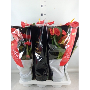 Anthurium andr. 'Madural'