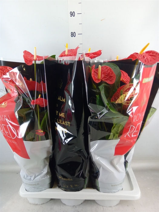 <h4>Anthurium andr. 'Madural'</h4>