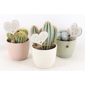 Arr2 Ub - Pastel Pot L X6 Cactus