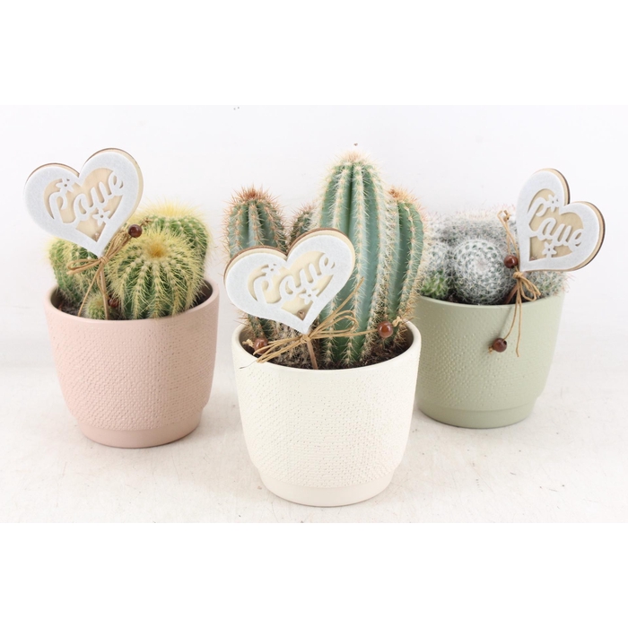 <h4>Arr2 Ub - Pastel Pot L X6 Cactus</h4>
