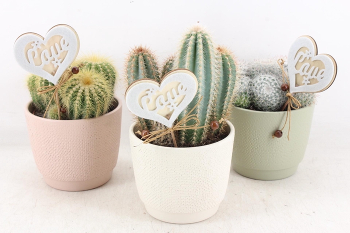 <h4>arr2 UB - Pastel pot L x6 Cactus</h4>