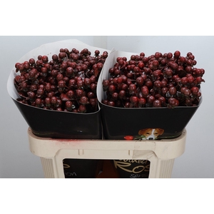 Hypericum Wx Brownie