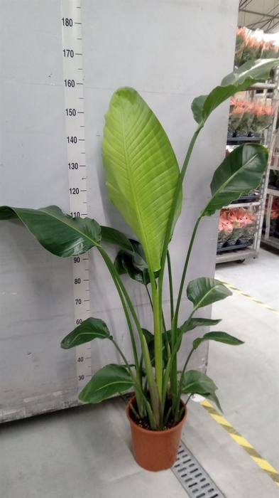 <h4>Strelitzia nicolai</h4>