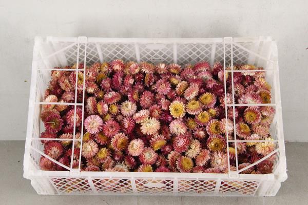 Df Helichrysum Head D.pink