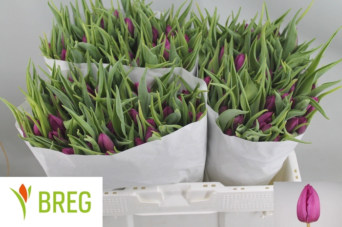 <h4>TU EN PURPLE PRINCE</h4>