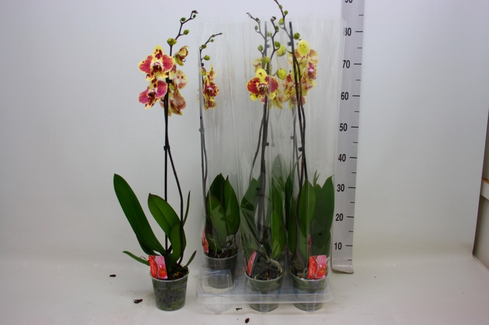 <h4>PHAL EXOTIC PUNCH</h4>